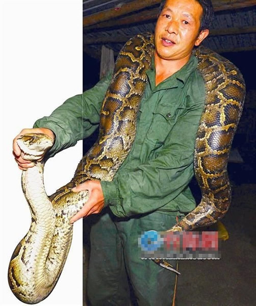 姜姓男子有丰富的捉蛇经验,面对大蟒蛇亦毫不害怕。