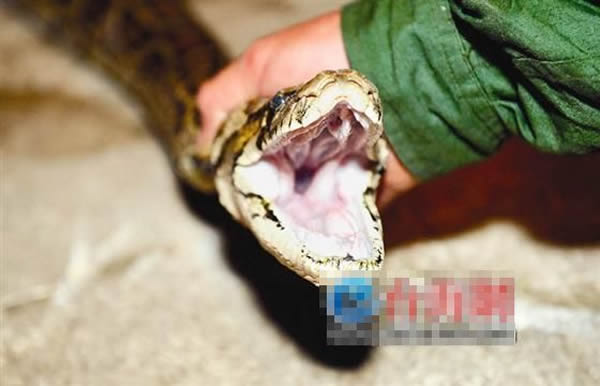 大蟒蛇张开口发出可怕的“嘶嘶”声。