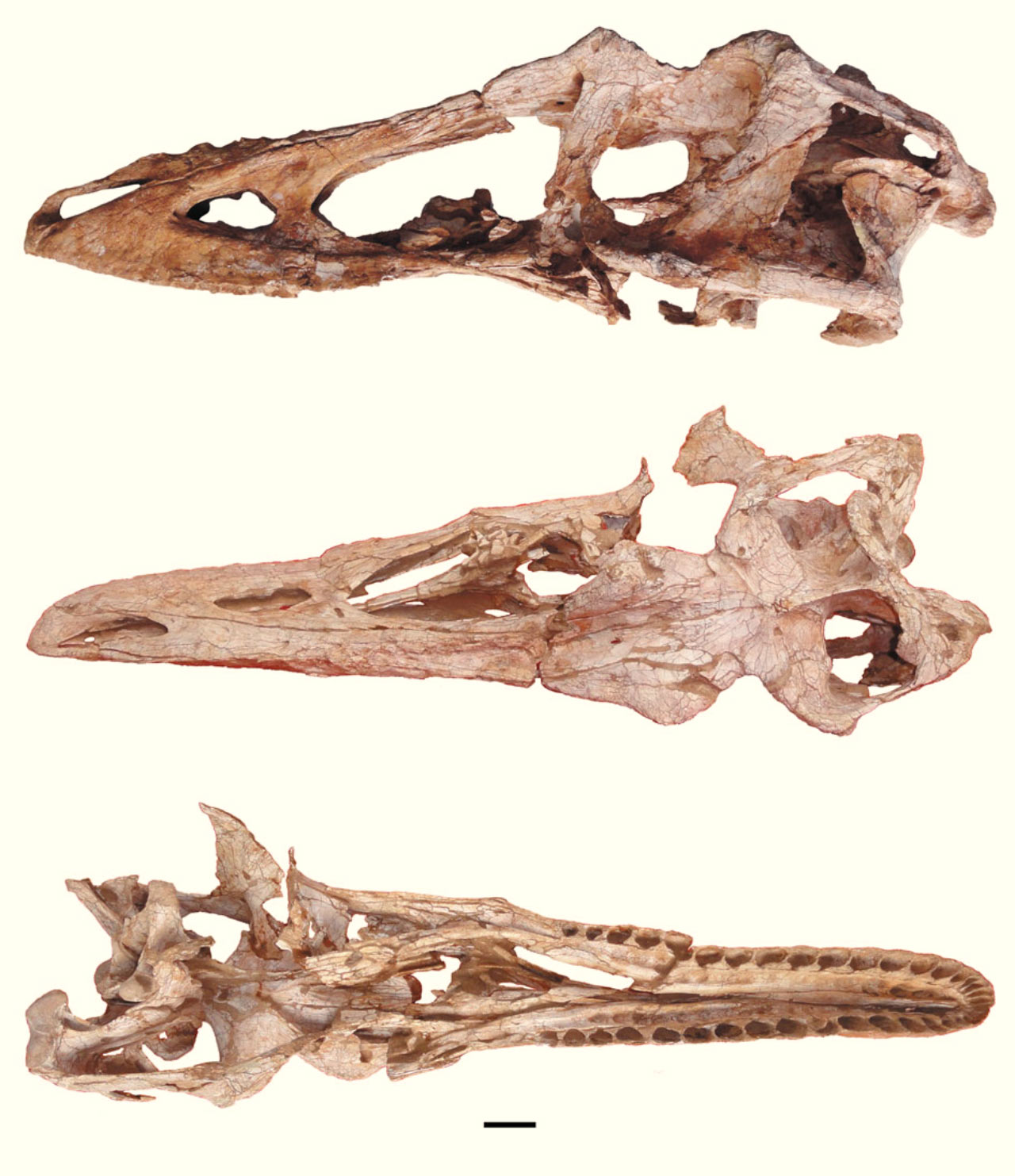 ��������ʱ�ڵİ���������ס�����ͷ�������������Qianzhousaurus sinensis