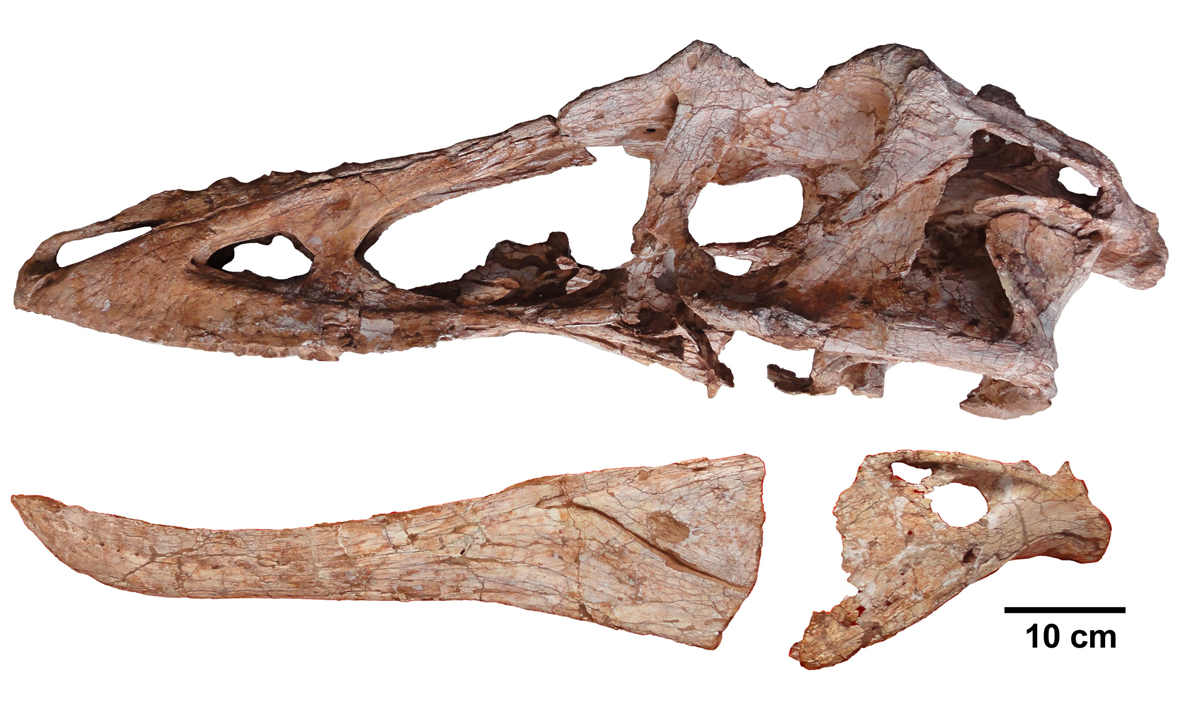 晚白垩世时期的霸王龙类表亲——长头霸王龙类虔州龙Qianzhousaurus sinensis