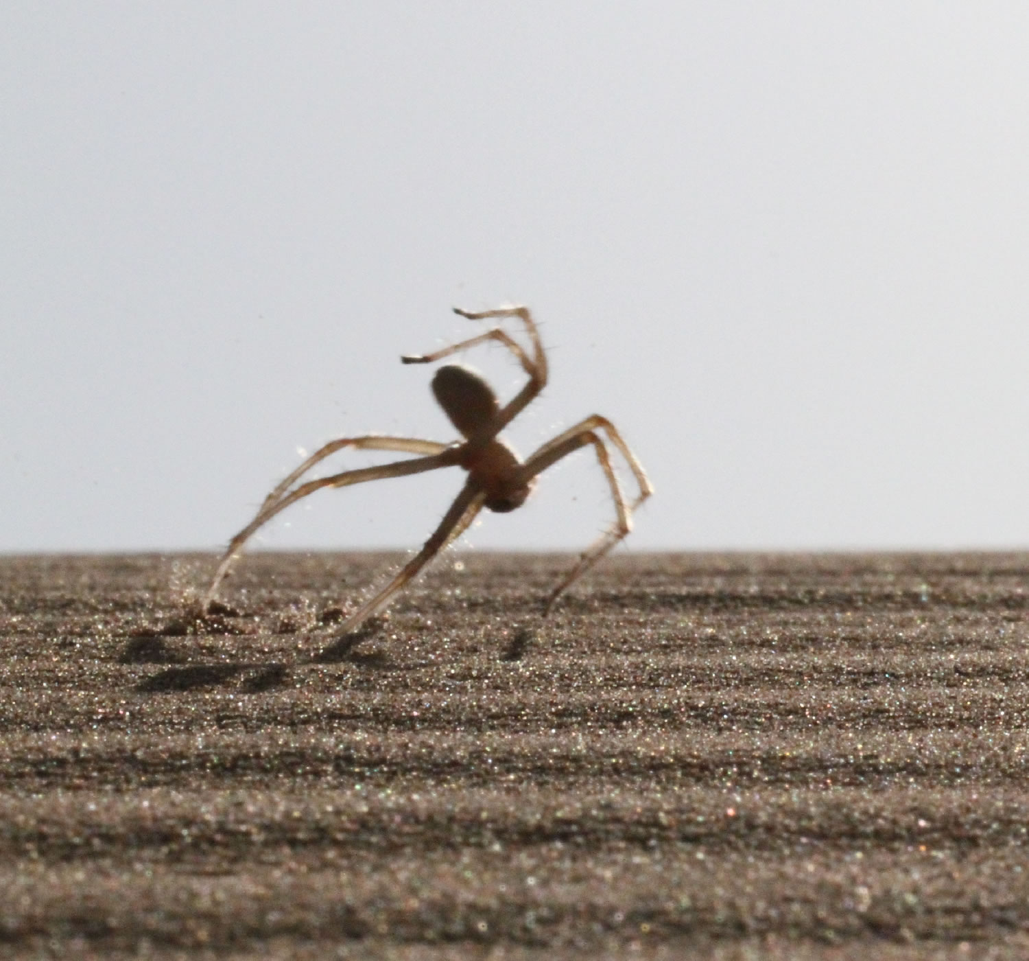 摩洛哥沙漠会翻筋斗提高速度的蜘蛛cebrennus rechenberg