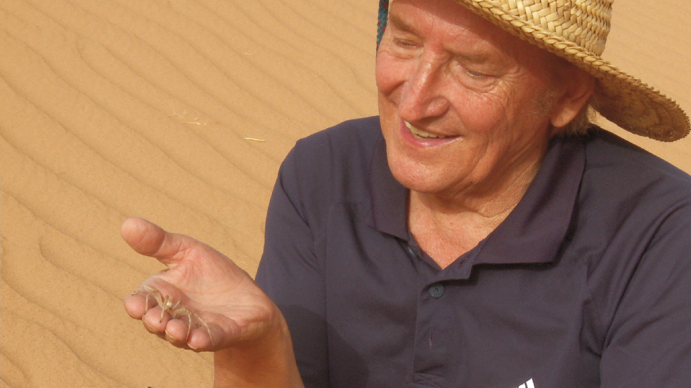 Ħ���ɳĮ�ᷭ�����ٶȵ�֩��cebrennus rechenberg