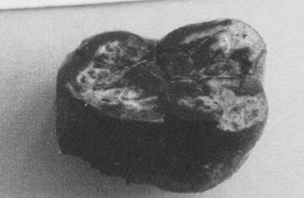 ���Ϸ���ľ�Գ��ʯ