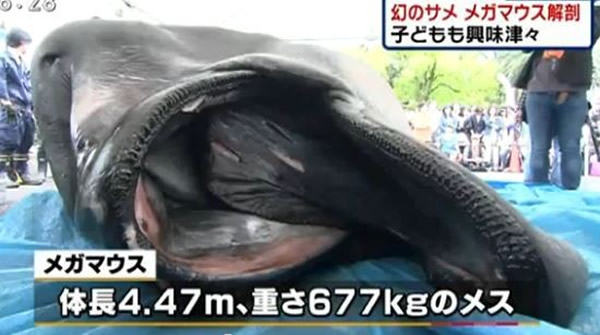 日本公开解剖全球第58头被捕捞到的巨口鲨