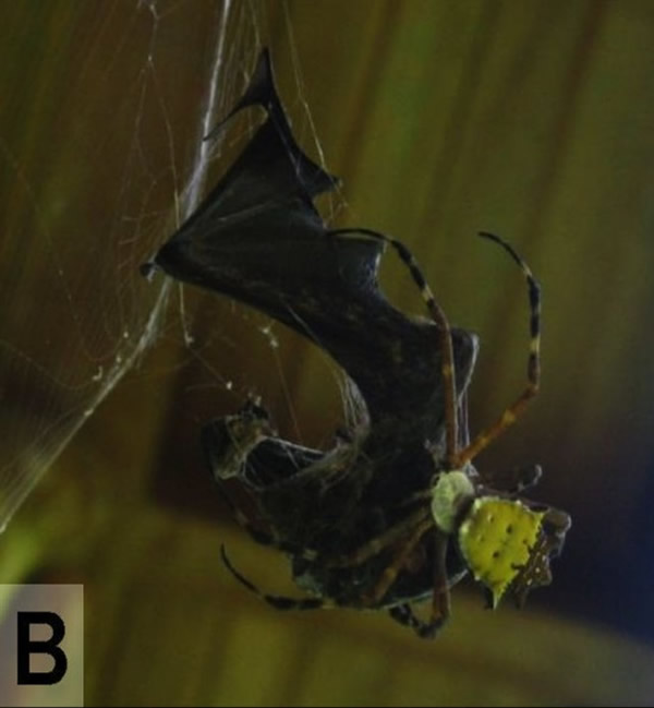 ֩����ɱ����