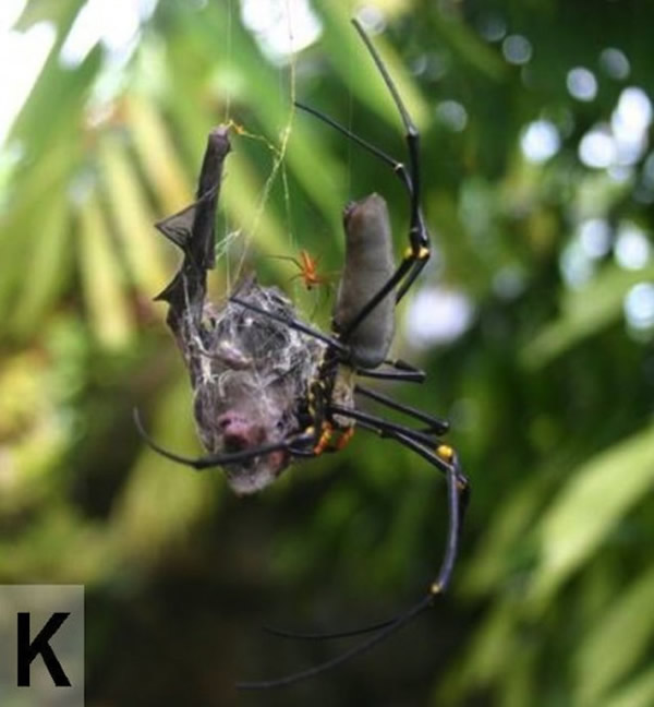 ֩����ɱ����