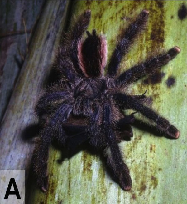 ֩����ɱ����