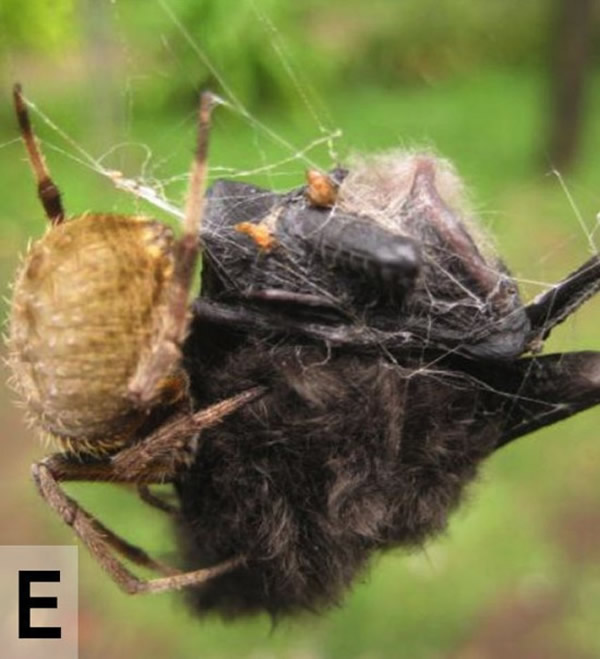 ֩����ɱ����