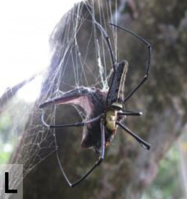 ֩����ɱ����