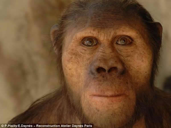 非洲南方古猿模型，其历史可追溯至210万-270万年前。