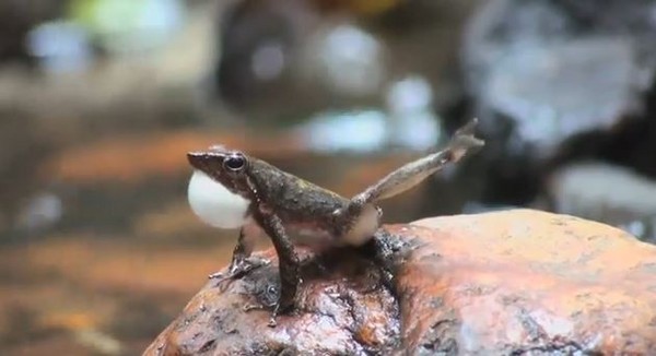 印度发现14种新物种“跳舞蛙”