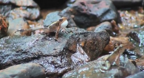 印度发现14种新物种“跳舞蛙”