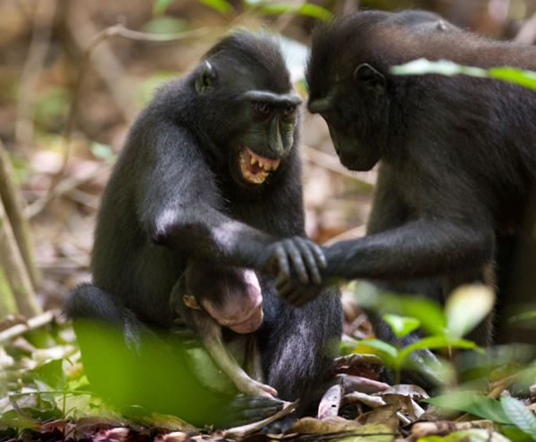 ӡ�������ǵ������������ҹ�԰⨺��������������ȥ�ĺ��Ӳ���