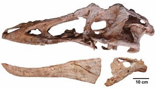 虔州龙的头骨化石