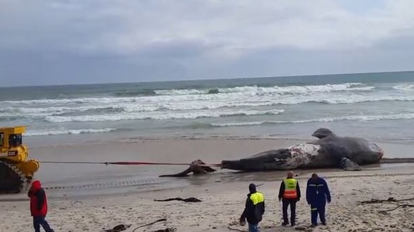 南非搁浅鲸鱼尸体拖离时被拉断