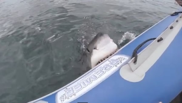 �ϷǺ�������蹥����Ƥͧ