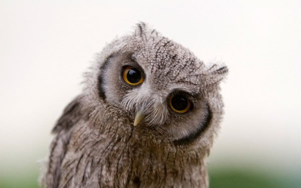 ����èͷӥҹ������������ǧС��