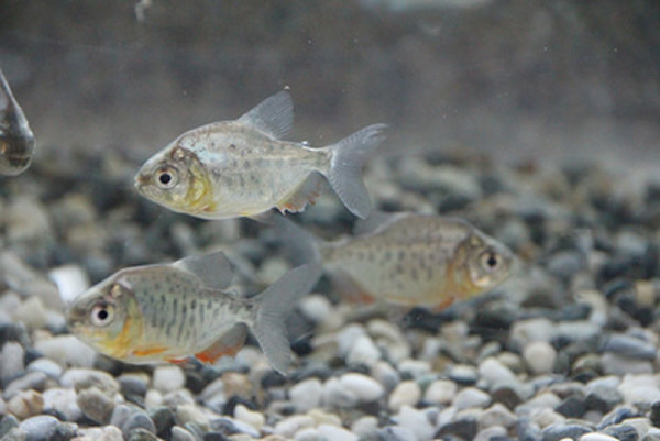 �������ʳ���㳤�ú��������º͵����ǳ������