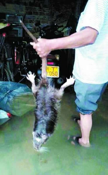 ��ɽ���ѳ�ץ����1.2�׳����� ֤ʵ�Ǻ�����