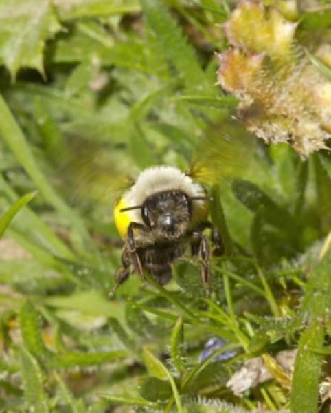 ����۷䡰�������߼ӷ䡱����Ӣ��