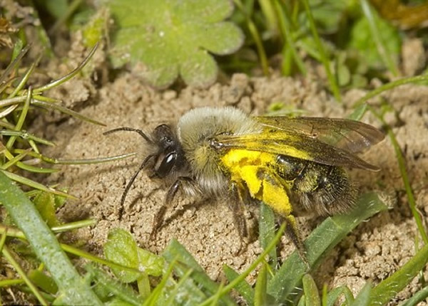 1946年起在英国绝迹的地花蜂科蜜蜂再度被发