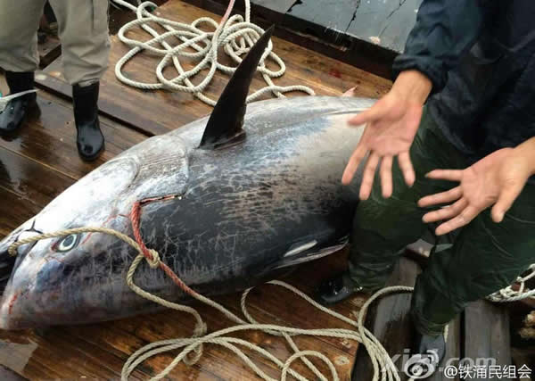 渔民在惠州惠东海域捕获一条680斤蓝鳍金枪鱼