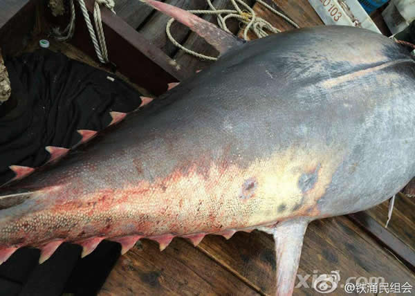 渔民在惠州惠东海域捕获一条680斤蓝鳍金枪鱼