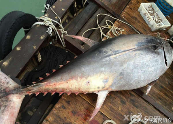 渔民在惠州惠东海域捕获一条680斤蓝鳍金枪鱼