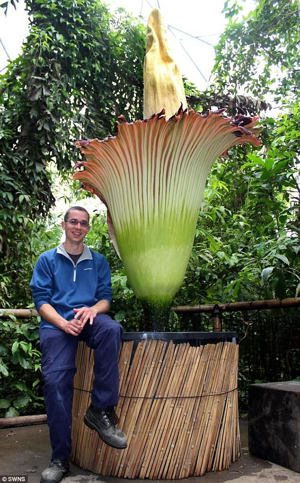 ̩̹ħ�����������������Ļ���ĿǰӢ�����ֶ�������԰չ����һ��2.8�׸�̩̹ħ�󿪻���Ԥ�ƿɿ���48��Сʱ��