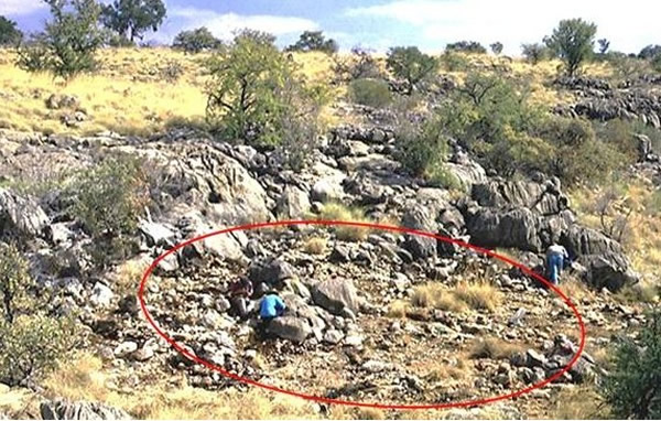 世界上最古老的精子被发现藏在澳洲1700万年前淡水虾化石里