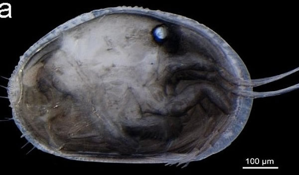 世界上最古老的精子被发现藏在澳洲1700万年前淡水虾化石里