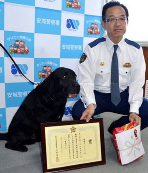 安城警察局长山本佳郎,颁发奖状与奖品给屡建奇功的拉布拉多警犬「英雄」。