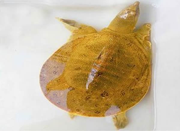 湖北省随州菜市场惊现“黄金甲鱼”