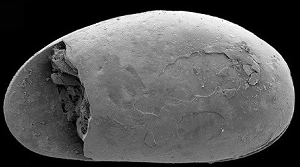 研究人员在图中的远古虾类化石中，发现全球最古老的精子化石。