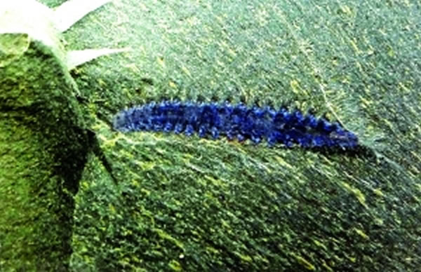 剑河县革东古生物化石保护区发现“八郎刘锋虫”化石