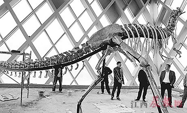 江西赣州地区共发现3种恐龙化石新品种