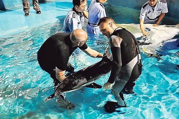 香港海洋公园海洋哺乳动物部及兽医团队将搁浅的条纹原海豚运返海洋公园,为其检查及治疗,惜海豚终告不治。