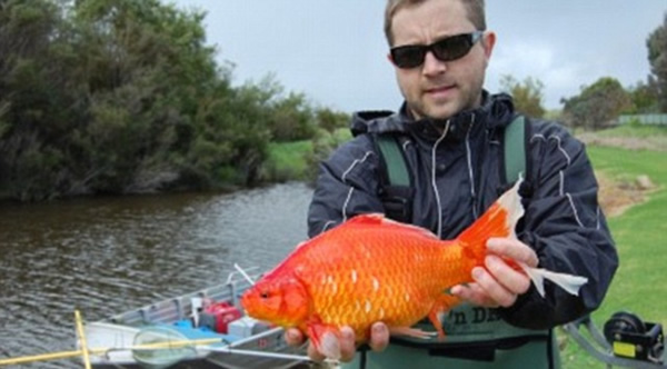 澳大利亚西部水域发现许多体长可达40厘米的巨型金鱼