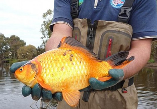 澳大利亚西部水域发现许多体长可达40厘米的巨型金鱼