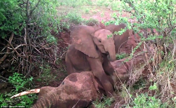 ���޿�����ɣ��³��ԭС�����ĸ��ʬ���Ծܲ��뿪