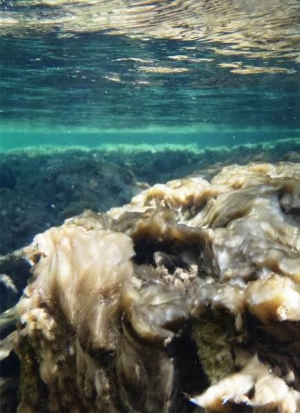 最新研究：受全球气候转暖影响，淡水河流中“岩石鼻涕”藻类数量增多。