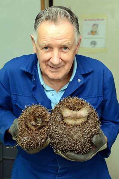 苏格兰一只刺猬从野外获救后爱吃面包虫不愿重回大自然