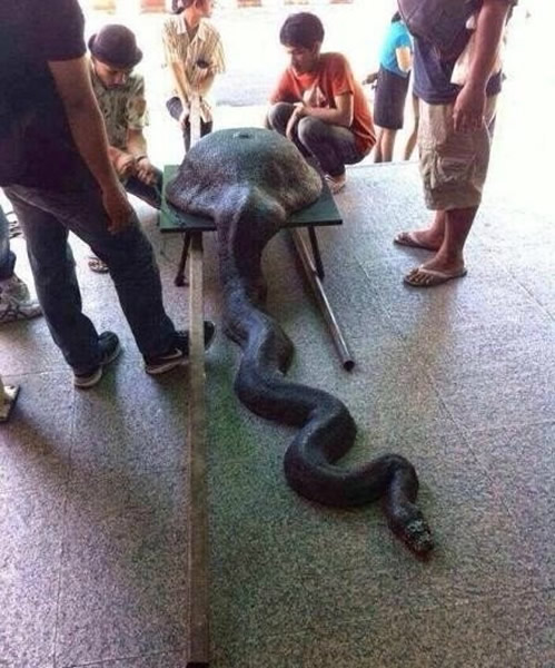 泰国电视台的“蟒蛇吞龟”