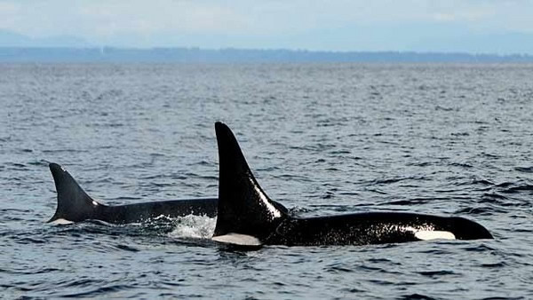 ������֪����ɱ�˾���ĸ�׽�ǰ���������¸绪������