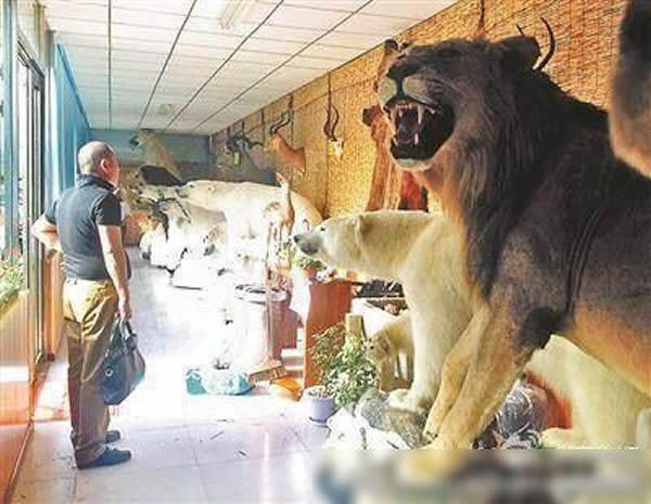 ��������һ�ҹ���չʾ���ڴ���Ұ������걾��չ��