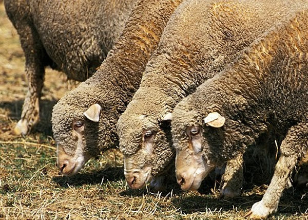 澳洲一个农场数百只羊吃了有毒植物后将头撞向硬物直至死