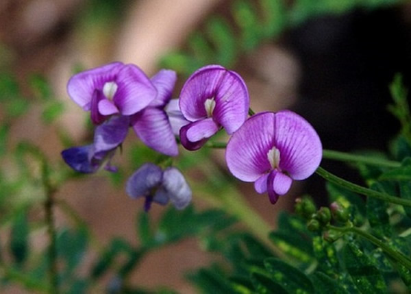 苦马豆于去年初新省山火后,在当地蓬勃生长。