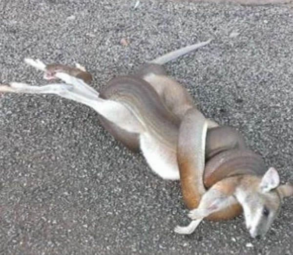 澳洲北领地居民开派对惊现大蟒蛇活活勒死一只沙袋鼠