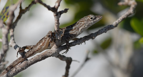 ������ɳ�ϱ�ɫ�ᣨAnolis sagrei��