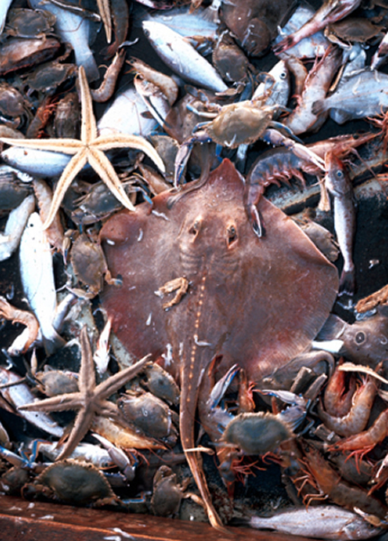 长期海底拖网不仅从海底清除了有机碳而且威胁着深海生物的多样性